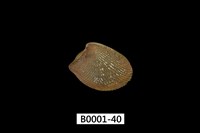 藏品(銀錦蛤)的圖片